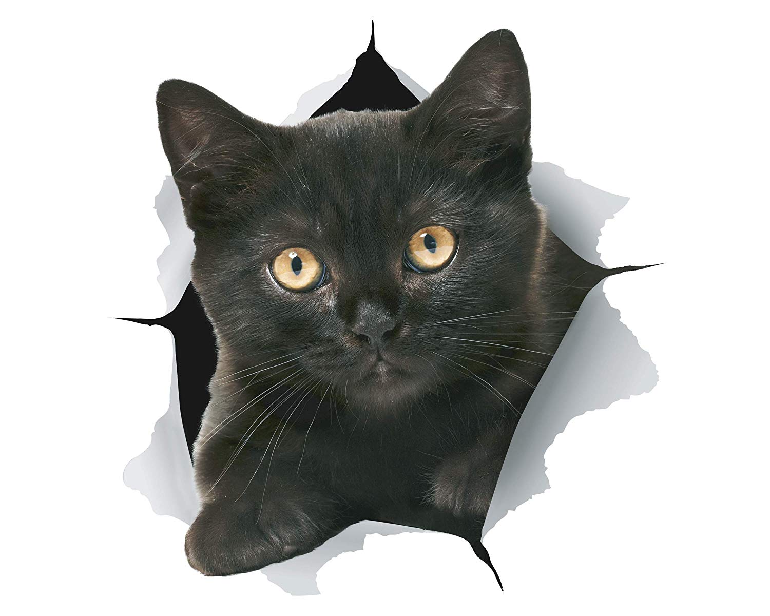 Стикеры черный кот. Чёрный кот. Черный кот стикер. Стикеры черная кошка. Черный котенок.