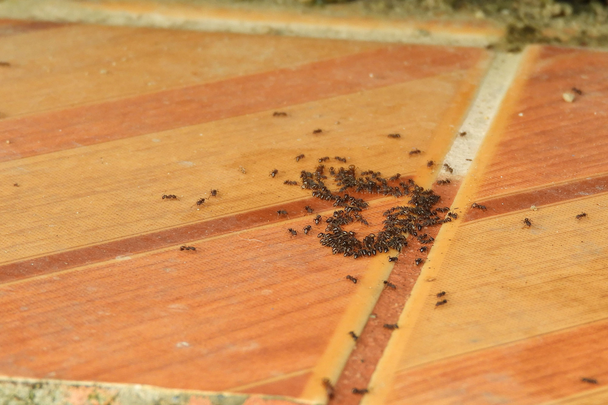 Древесные муравьи в доме