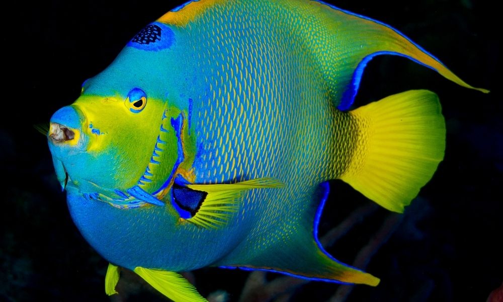 The Most Beautiful Saltwater Fish | Fupping