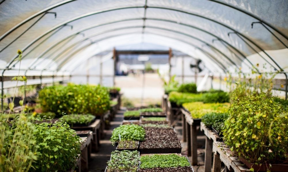 greenhouse business plan alberta
